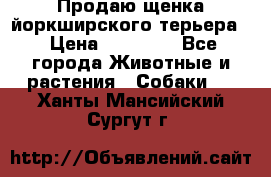 Продаю щенка йоркширского терьера  › Цена ­ 20 000 - Все города Животные и растения » Собаки   . Ханты-Мансийский,Сургут г.